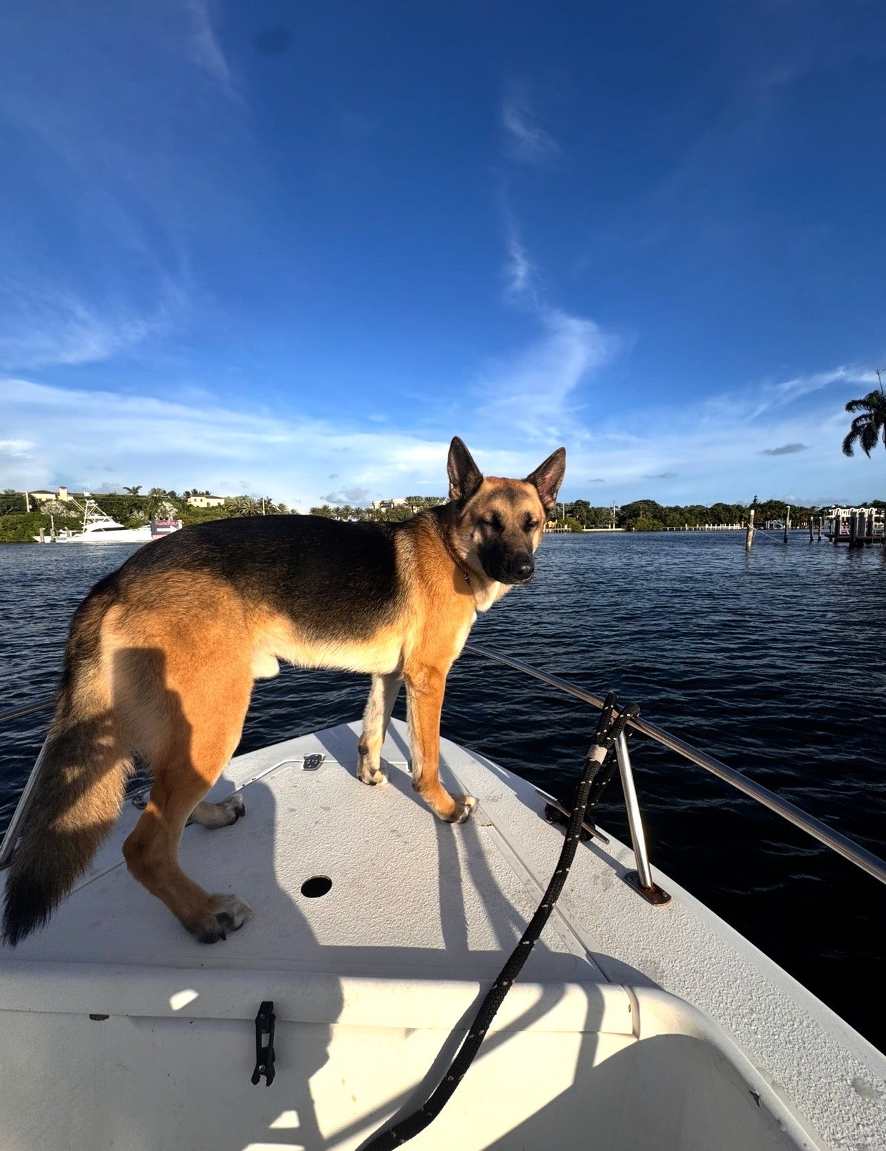 Koda standing on the bow of a boat under a blue sky