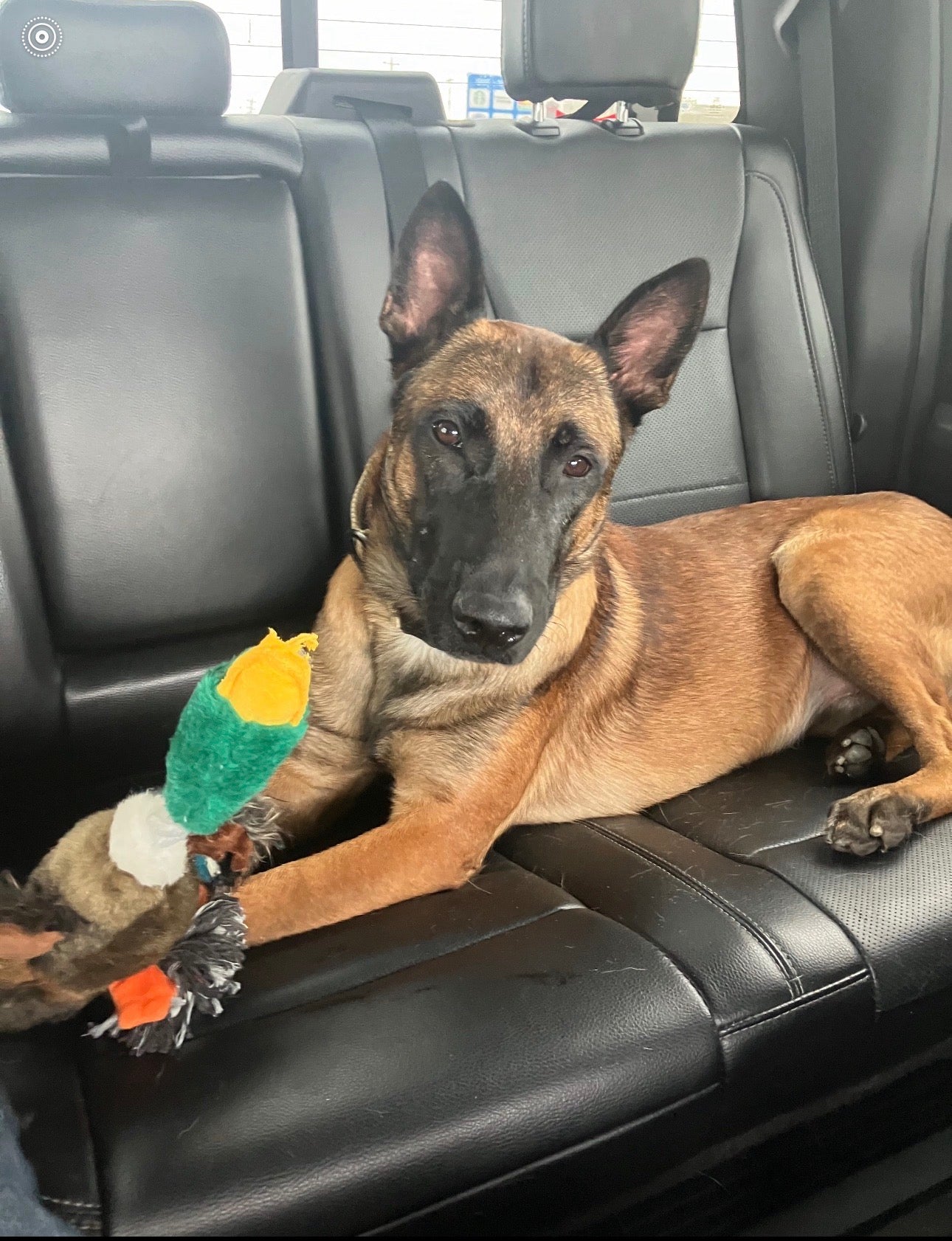 Trooper relaxed in the back seat of a car with his toy