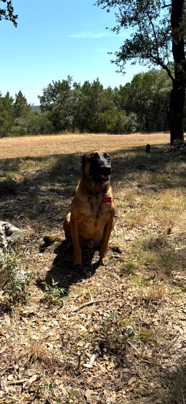 Trooper, a Belgian Malinois, sitting outside under the trees