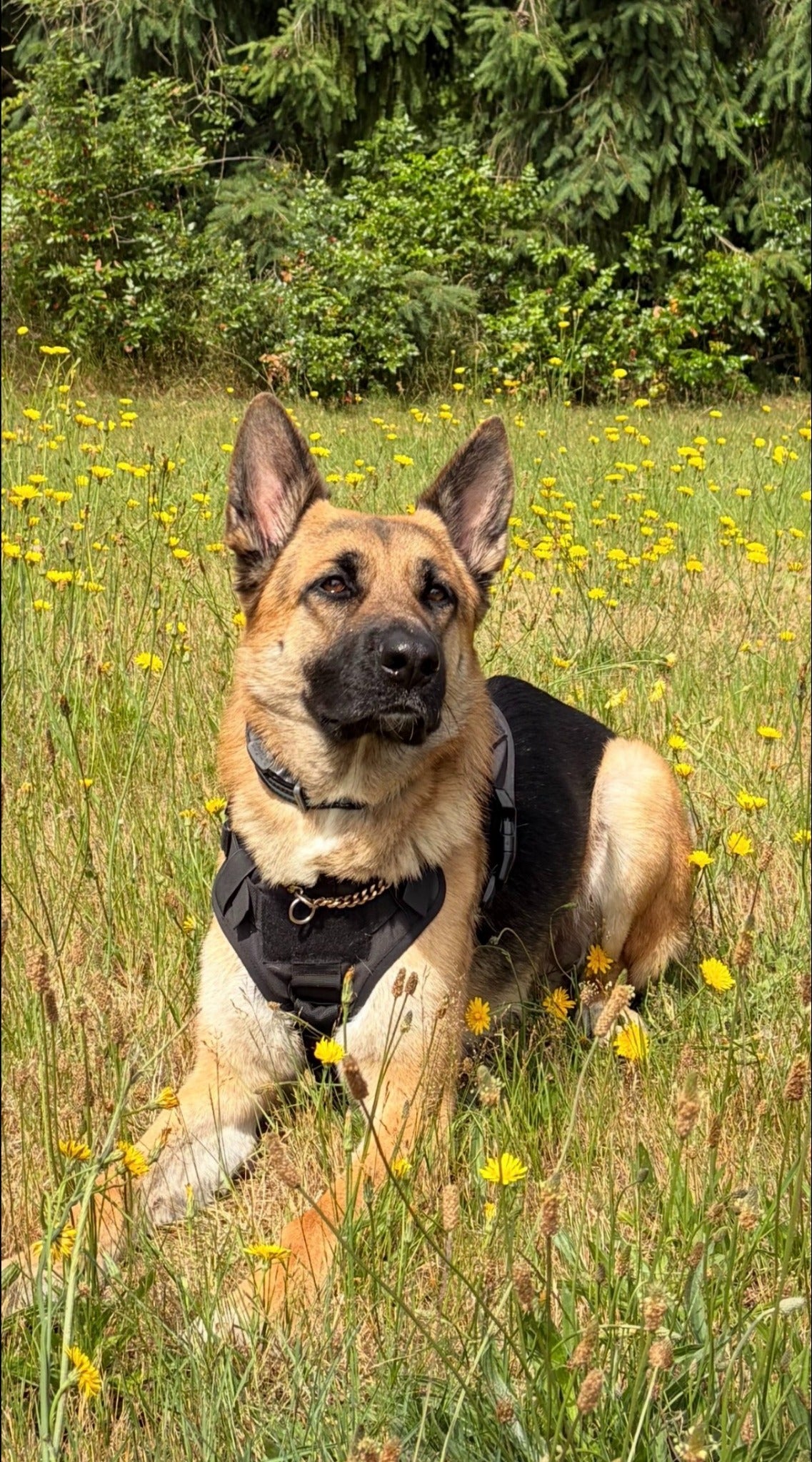 Koda, a black-and-tan German Shepherd, lying in a field of yellow flowers