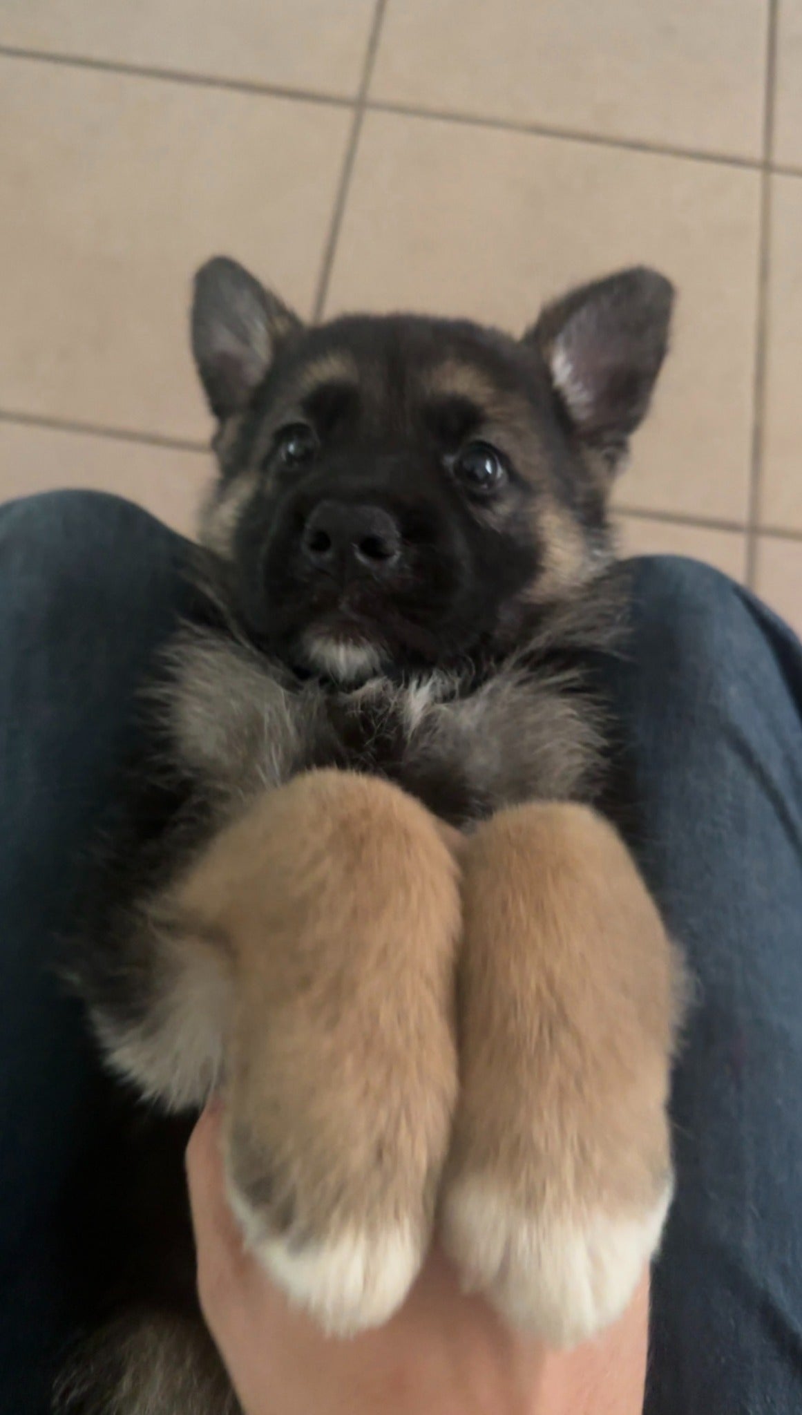 Koda as a young puppy being held in a lap
