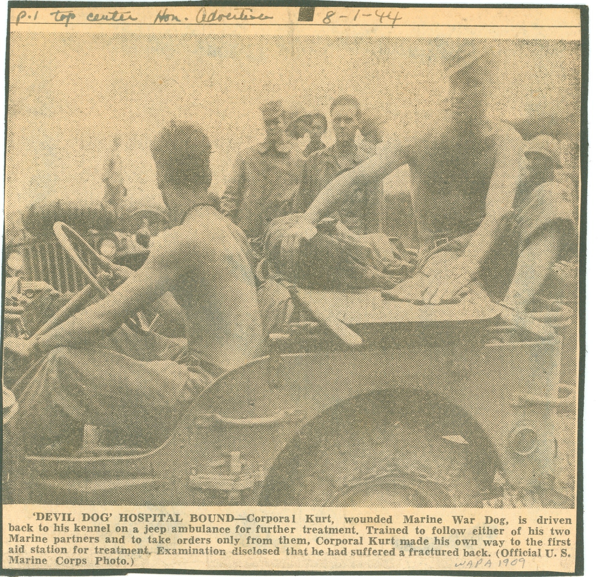 Official U.S. Marine Corps photograph of wounded Marine war dog Kurt being transported by jeep on Guam in 1944