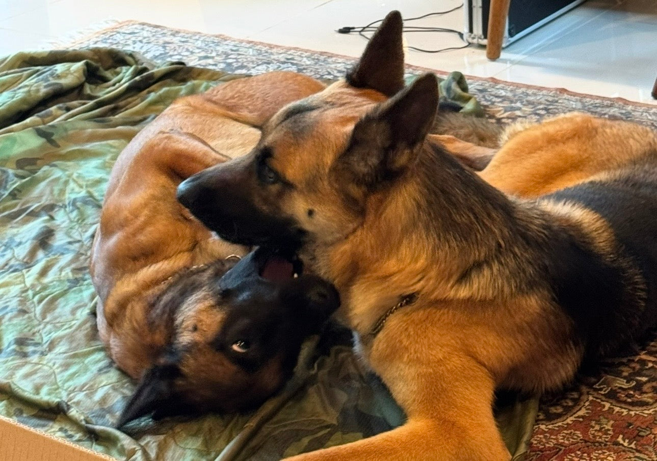 Trooper relaxing and playing at home with Koda