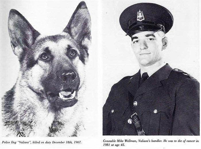 Archival portraits of Police Dog Valiant and his handler, Constable Mike Wellman