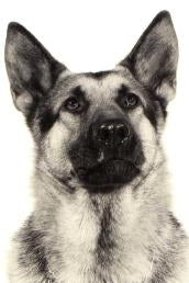 Archival portrait of Valiant, a Vancouver Police German Shepherd
